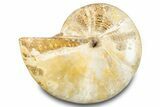 Jurassic Ammonite (Phylloceras) Fossil - Madagascar #283390-1